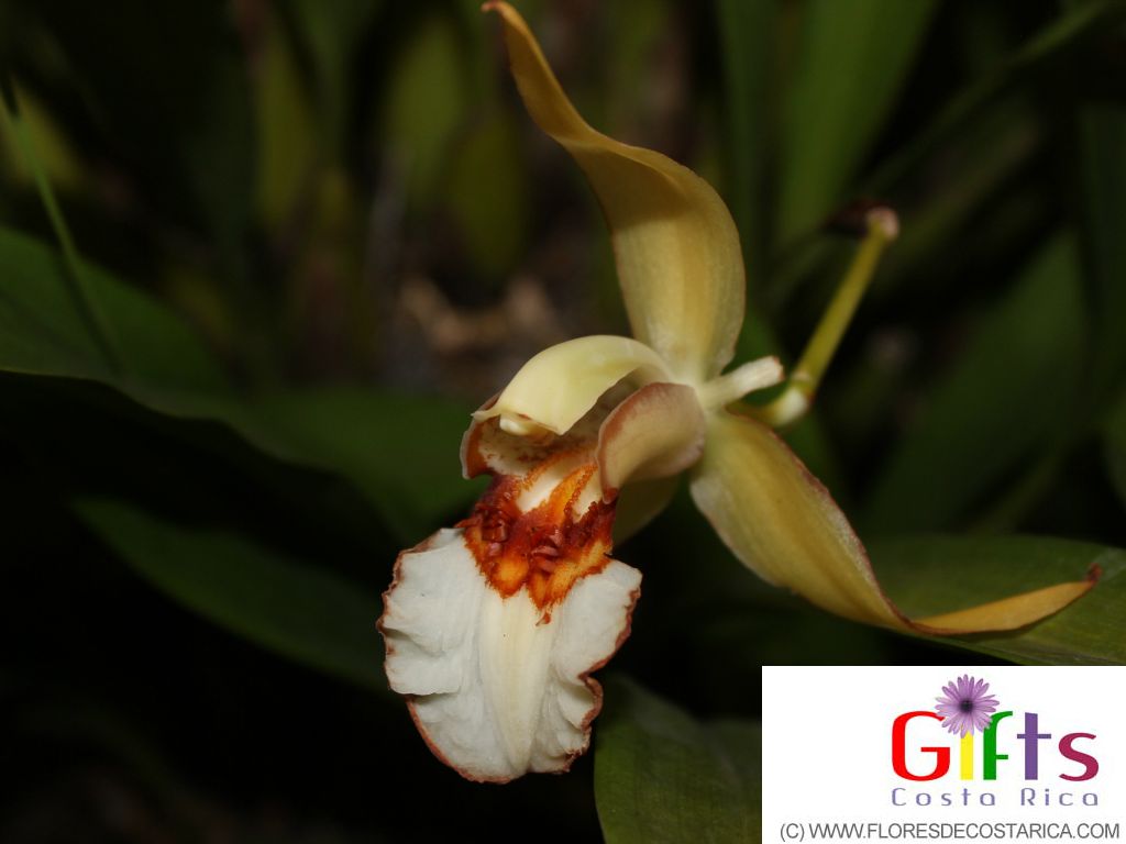 awesome orchids of Costa Rica