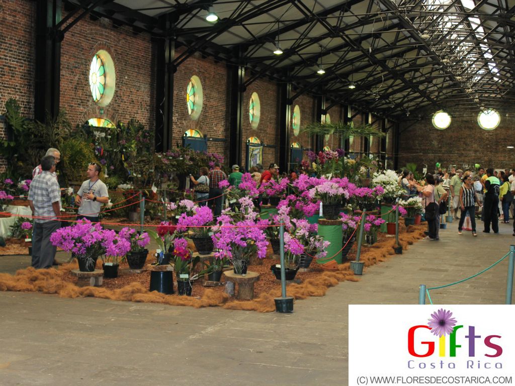 venta de orquideas de la Expo