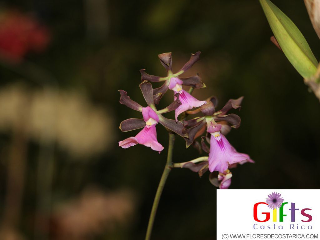 orquideas de la exposicion de Costa Rica
