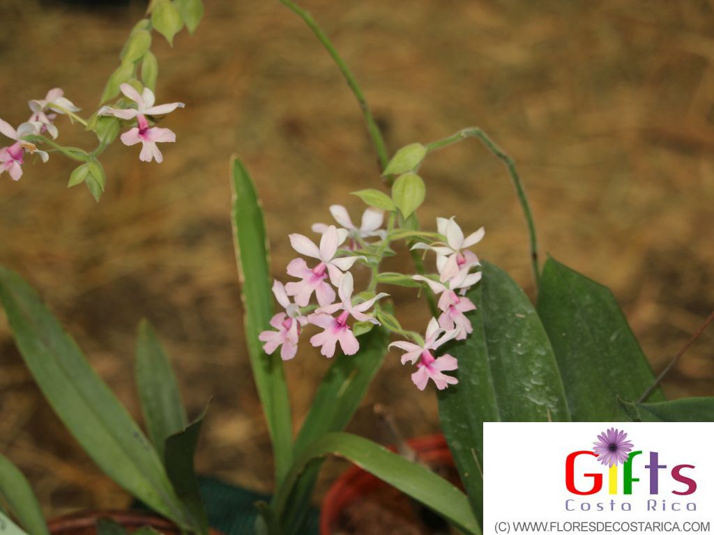 Expo de orquideas en San Jose